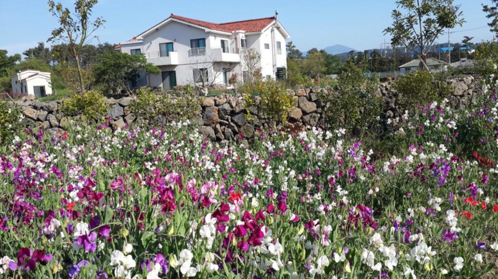 Villa Baghdad House Jeju Exterior foto