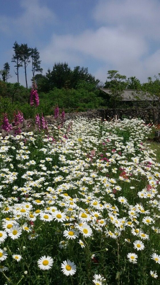 Villa Baghdad House Jeju Exterior foto